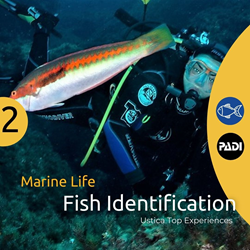 Ustica Marine Life - Fish Identification